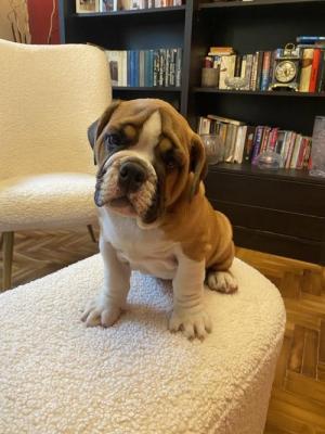 English bulldog - Vienna Dogs, Puppies