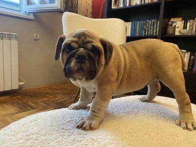 English bulldog - Vienna Dogs, Puppies