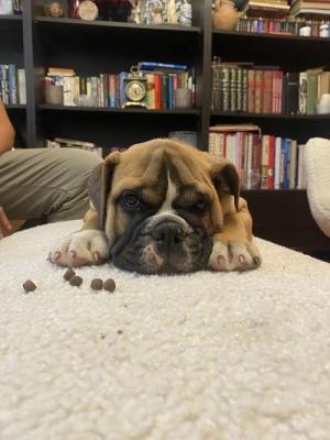 English bulldog - Vienna Dogs, Puppies