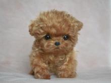 Toy Poodle Puppies - Kuwait Region Dogs, Puppies