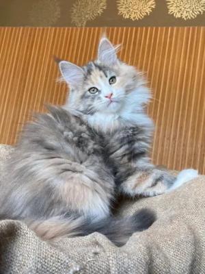 Purebred Maine Coon Kittens for Sale – Healthy, Friendly, and Perfect for Families!