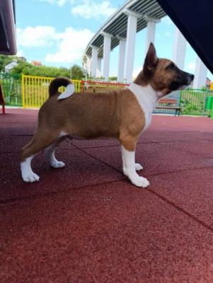 Basenji puppies - Lisboa Dogs, Puppies