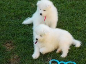 Samoyed puppies - Vienna Dogs, Puppies