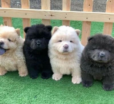 Male and Female Chow Chow Puppies Ready - Vienna Dogs, Puppies