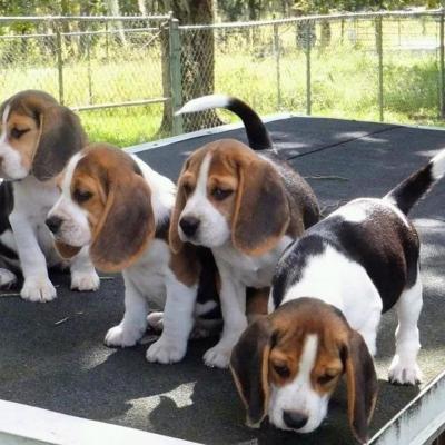  Male and Female Beagle Puppies Ready - Dubai Dogs, Puppies