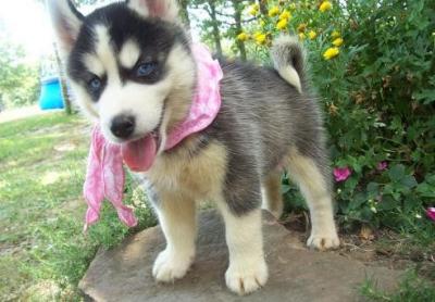 Male and Female Siberian Husky Puppies - Kuwait Region Dogs, Puppies