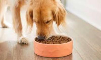 dog food - New York Other