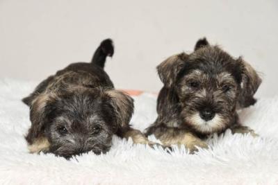 Zwergschnauzer TOP Welpen - Berlin Dogs, Puppies