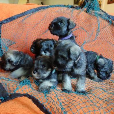 Zwergschnauzer TOP Welpen - Berlin Dogs, Puppies