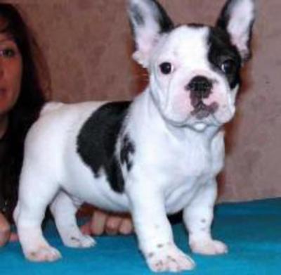 Male and Female French Bulldog Puppies Ready - Vienna Dogs, Puppies