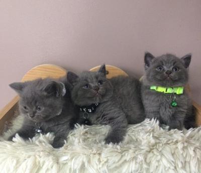 British Shorthair kittens - Wiesbaden Cats, Kittens