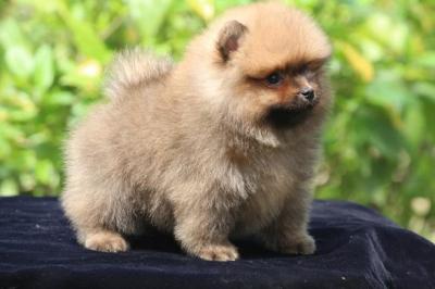 Toy Pomeranian Puppies for Sale in Madurai - Madurai Dogs, Puppies