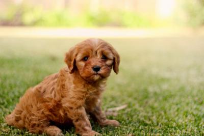 Cute Cavoodle Puppies Available - Oodle Life