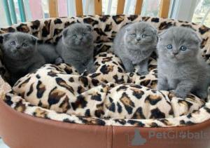 Scottish fold kittens - Hamburg Cats, Kittens