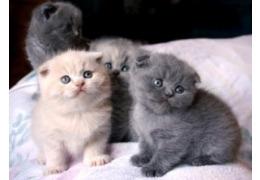 Scottish fold kittens - Vienna Cats, Kittens