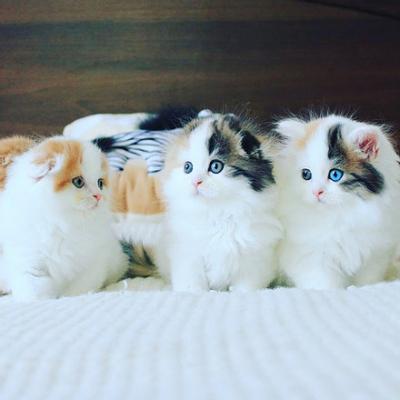 Scottish fold kittens - Vienna Cats, Kittens