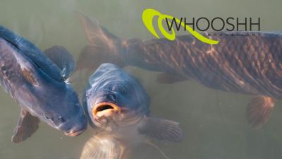 Best Fish Removal Solutions