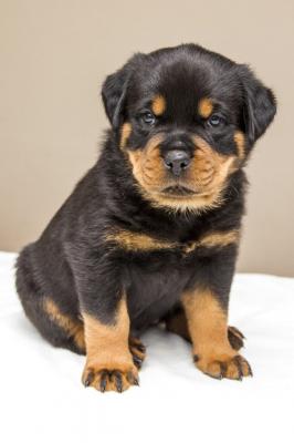 Rottweiler Puppies - Berlin Dogs, Puppies