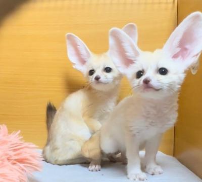 Fennec foxes - Vienna Animal, Pet Services