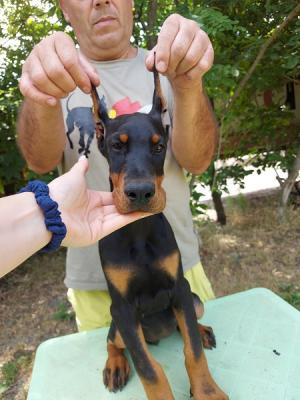 Doberman puppies - Vienna Dogs, Puppies