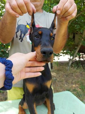 Doberman puppies - Vienna Dogs, Puppies