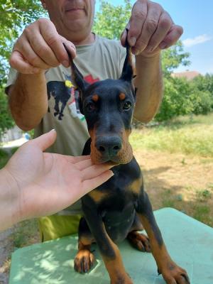 Doberman puppies - Vienna Dogs, Puppies