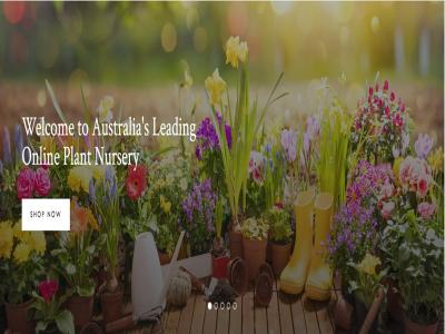 buy azaleas online australia - Melbourne Home & Garden