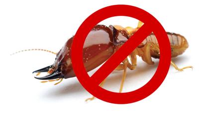 Protect Your Property: Termite Control Services - Book Today!