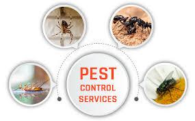  Book Your Pest Control Service in Abu Dhabi Instantly