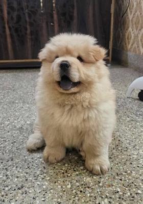 Chow Chow Puppies for Sale in Madurai - Madurai Dogs, Puppies