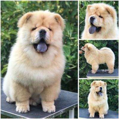 Chow Chow, wunderbare Welpen - Vienna Dogs, Puppies