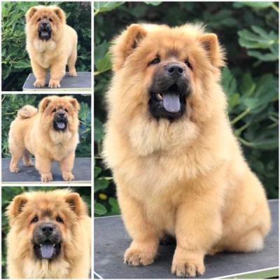 Chow Chow, wunderbare Welpen - Vienna Dogs, Puppies