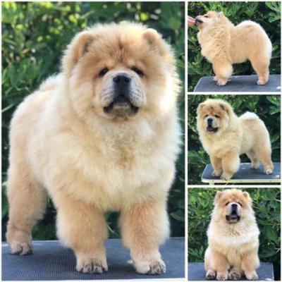 Chow Chow, wunderbare Welpen - Vienna Dogs, Puppies