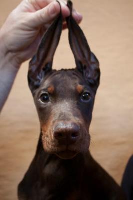 Doberman puppies - Vienna Dogs, Puppies