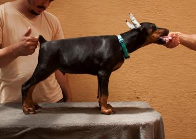 Doberman puppies - Vienna Dogs, Puppies