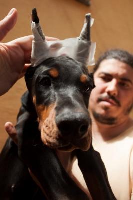 Doberman puppies - Vienna Dogs, Puppies