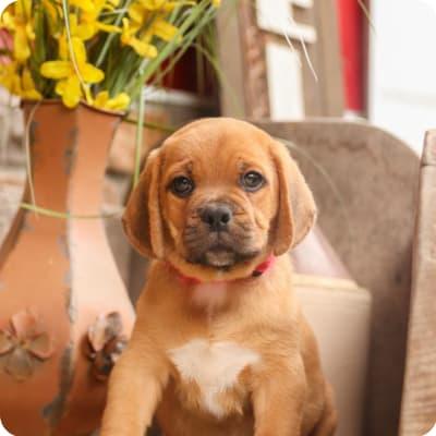 healthy puggle puppies - Calgary Dogs, Puppies