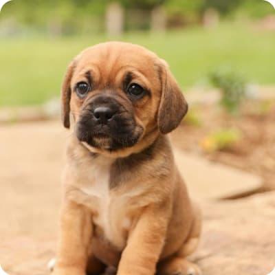 Puggle PUPPIES - Quebec Dogs, Puppies