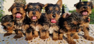 Yorkie terrier puppies - Vienna Dogs, Puppies