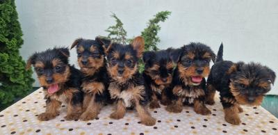 Yorkie terrier puppies - Vienna Dogs, Puppies