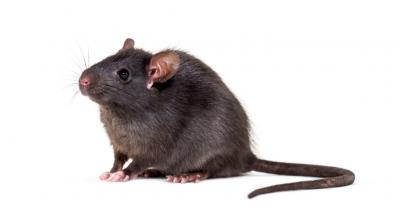 Rats Removal Melbourne - Melbourne Animal, Pet Services