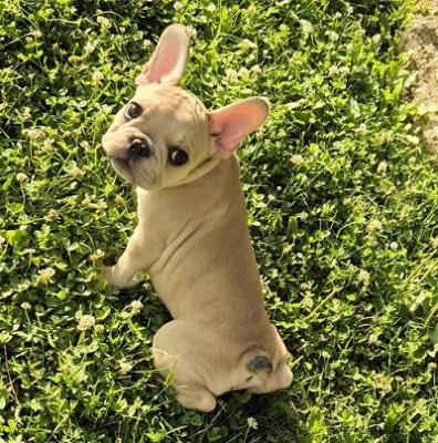 French bulldog puppies - Vienna Dogs, Puppies