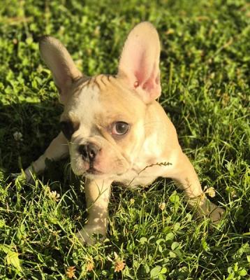 French bulldog puppies - Vienna Dogs, Puppies