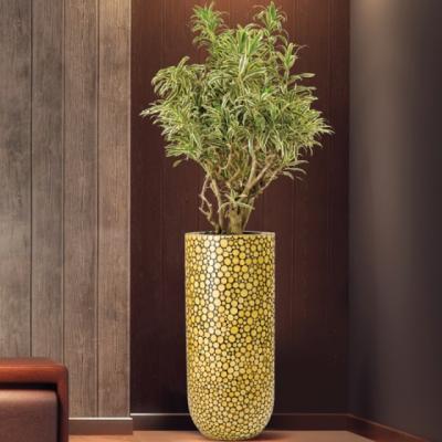 Transform Your Space with Stunning Indoor Plants - Dubai Home & Garden