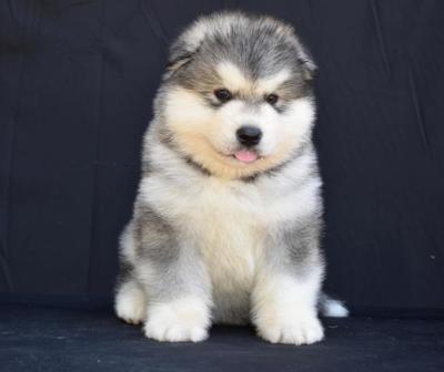 Alaskan Malamute Welpen - Vienna Dogs, Puppies