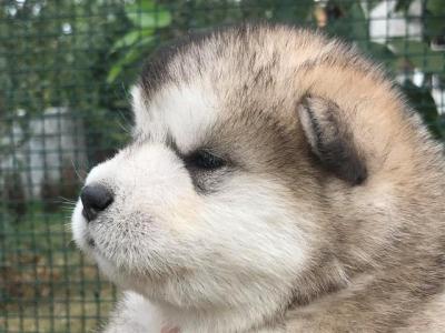 Alaskan Malamute Welpen - Vienna Dogs, Puppies