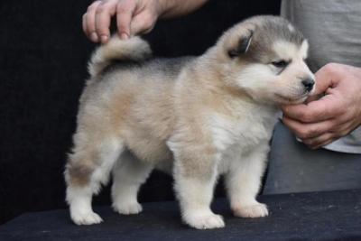 Alaskan Malamute Welpen - Vienna Dogs, Puppies