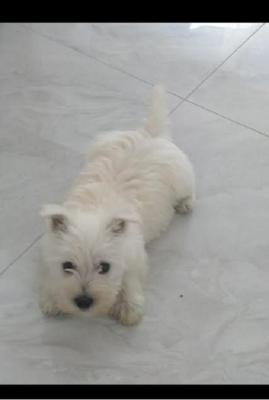 Adorable female Westie - Vienna Dogs, Puppies