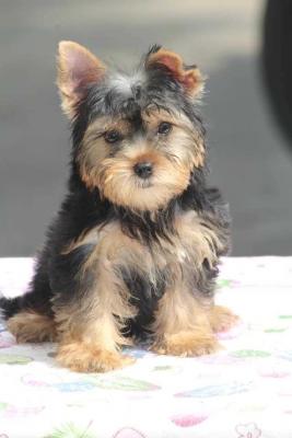 Yorkshire Terrier Puppies for Sale in Madurai - Madurai Dogs, Puppies