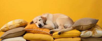The Ultimate Guide to Ensuring Your Dog Sleeps Soundly - Petzi - Sharjah Other